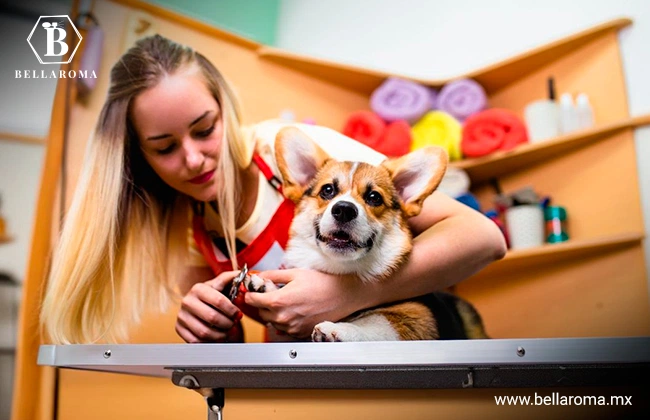 Mujer joven cuidando un perro